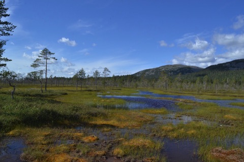 Aapa mire, Pyhä-Luosto National Park